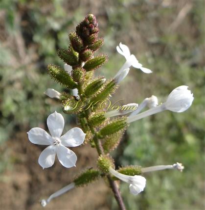  Inflorescence